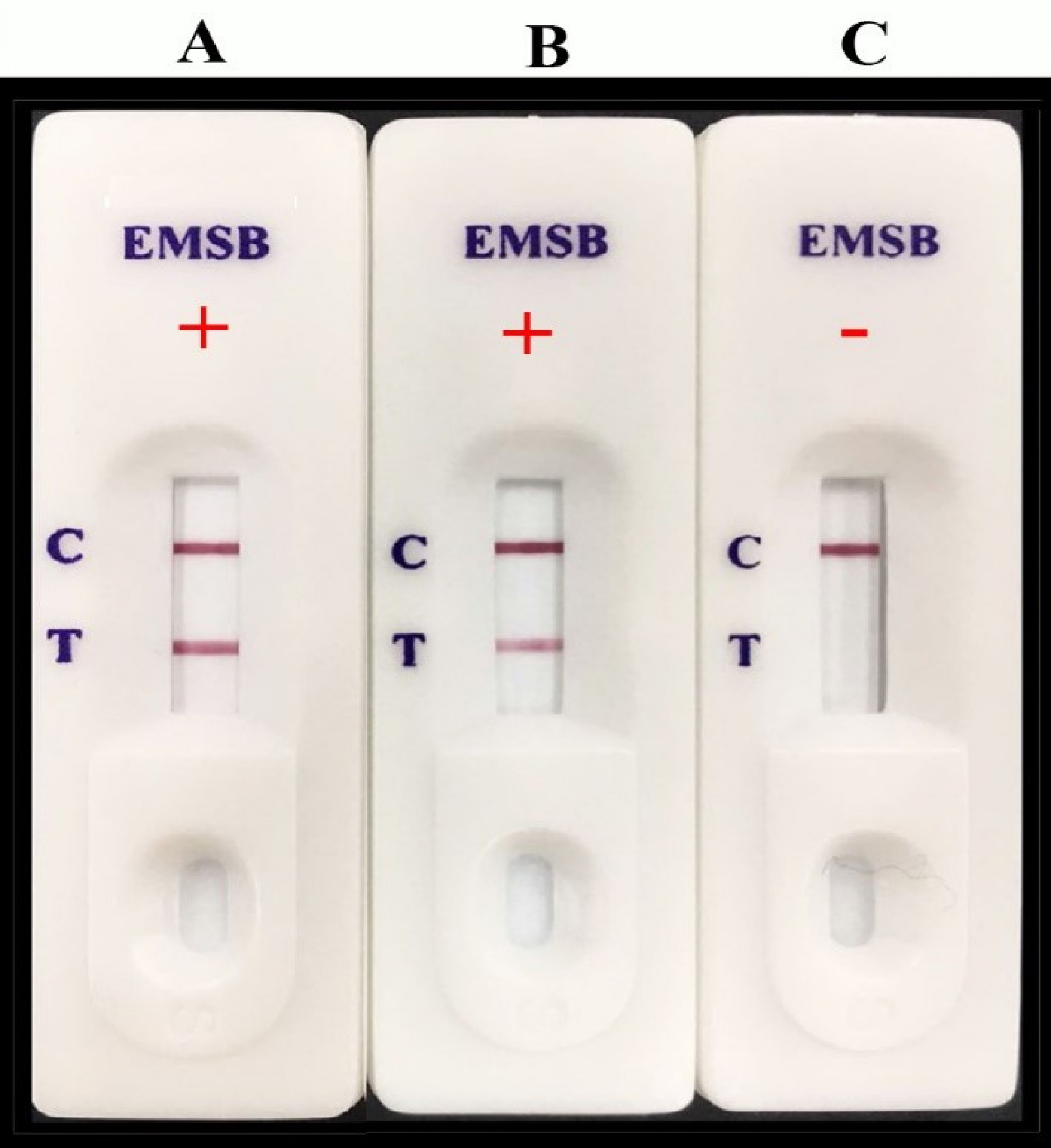 Test strip results. The colonies of bacteria cultured on TSA from three isolates of Vibrio parahaemolyticus, A) VPAHPND  from China, B) VPAHPND  from Thailand and C) VPnon‐AHPND, were transferred into application buffer and applied to the test strip. T = test line; C = control line. + = Positive; - = Negative
